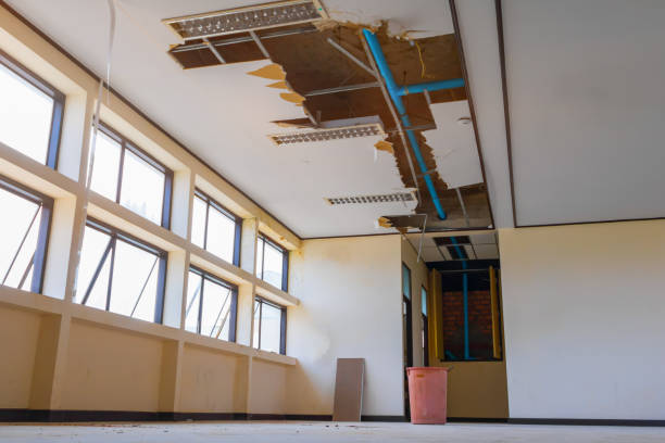 Best Mold removal after water damage  in Jackson, TN