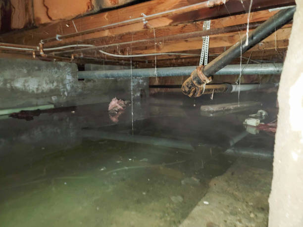 Best Professional water damage repair  in Jackson, TN
