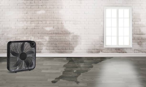 Best Water damage restoration near me  in Jackson, TN