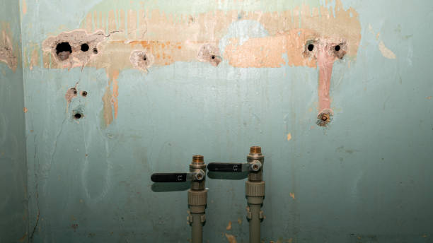 Best Mold removal after water damage  in Jackson, TN
