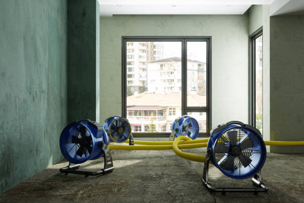 Best Water damage repair service  in Jackson, TN